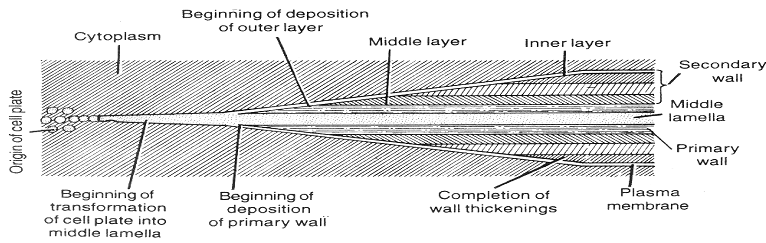 778_origin of cell wall.png